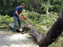 Best Tree Maintenance Programs  in White Oak, TX