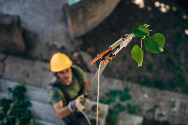 Best Tree Preservation Services  in White Oak, TX