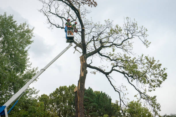 Best Landscape Design and Installation  in White Oak, TX