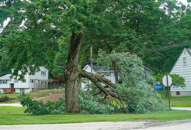 White Oak, TX Tree Services Company