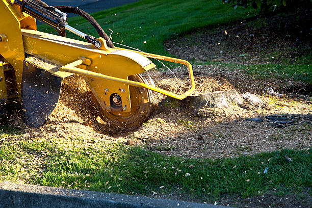 Best Root Management and Removal  in White Oak, TX