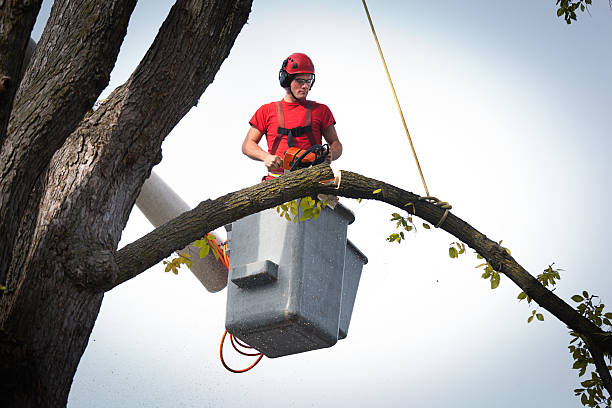 Best Hazardous Tree Removal  in White Oak, TX